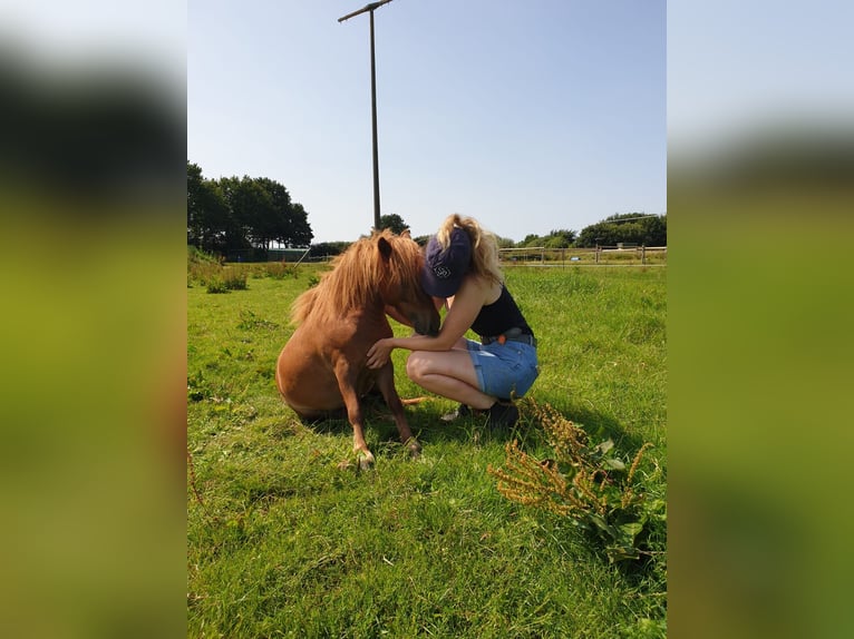 Mini Shetland Pony Wallach 6 Jahre 85 cm Fuchs in Jevenstedt