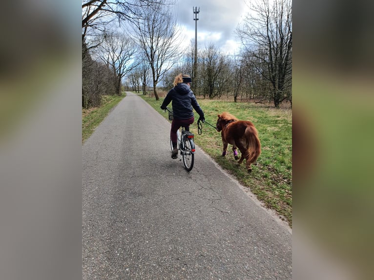 Mini Shetland Pony Wallach 6 Jahre 85 cm Fuchs in Jevenstedt