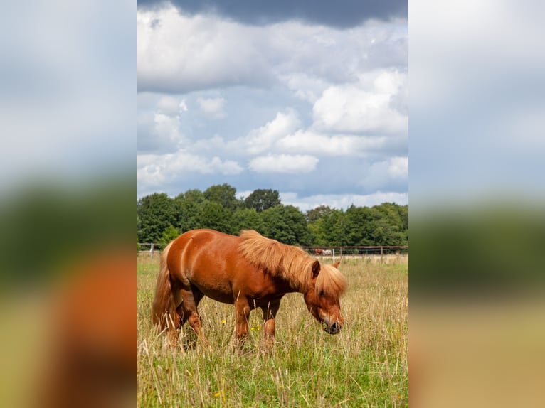 Mini Shetland Pony Wallach 6 Jahre 85 cm Fuchs in Jevenstedt