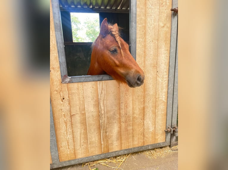 Mini Shetland Pony Wallach 6 Jahre 85 cm Fuchs in Jevenstedt