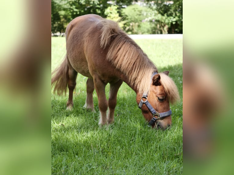 Mini Shetland Pony Wallach 6 Jahre 85 cm Fuchs in Jevenstedt