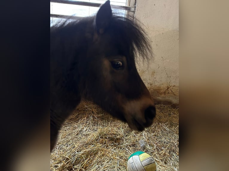 Mini Shetland Pony Wallach 6 Jahre 86 cm Schecke in Altendorf