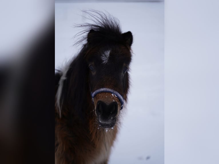 Mini Shetland Pony Wallach 6 Jahre 86 cm Schecke in Altendorf