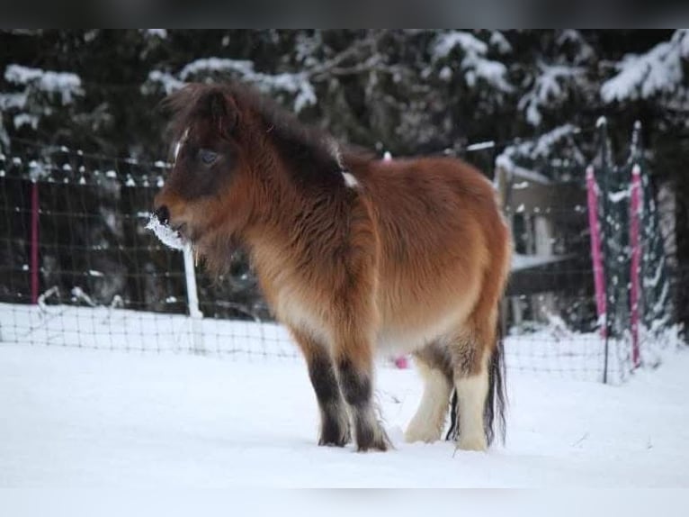 Mini Shetland Pony Wallach 6 Jahre 86 cm Schecke in Altendorf
