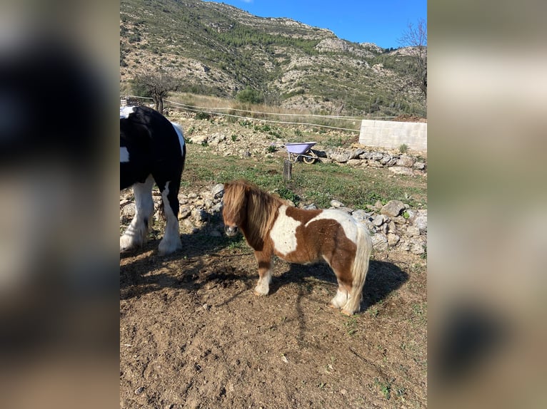Mini Shetland Pony Wallach 6 Jahre in JALON