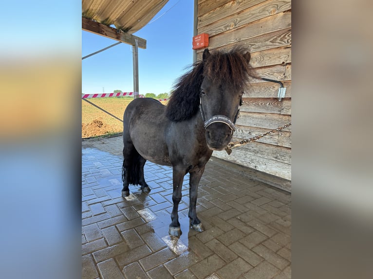 Mini Shetland Pony Wallach 7 Jahre 83 cm Schwarzbrauner in Bürstadt