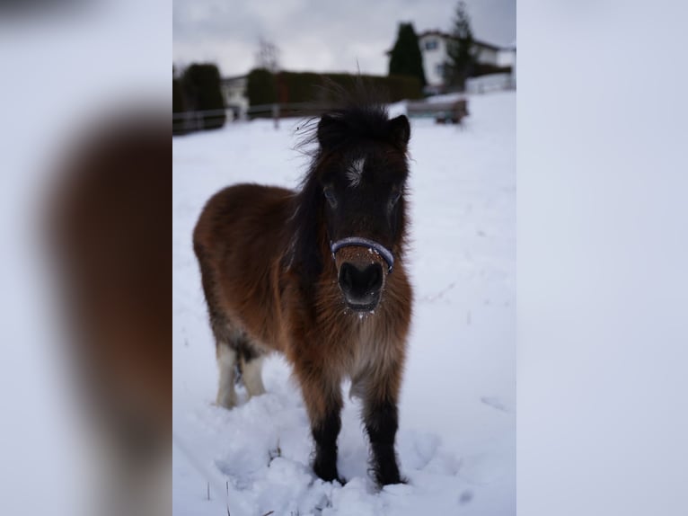 Mini Shetland Pony Wallach 7 Jahre 86 cm Schecke in Altendorf