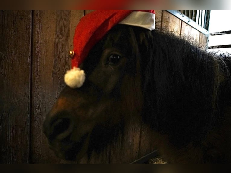 Mini Shetland Pony Wallach 7 Jahre 86 cm Schecke in Altendorf