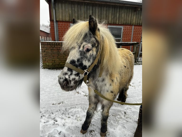 Mini Shetland Pony Wallach 7 Jahre Tigerschecke in Heiden