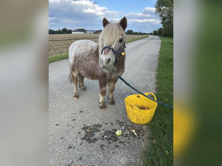 Mini Shetland Pony Wallach 8 Jahre 83 cm in Oberneukirchen
