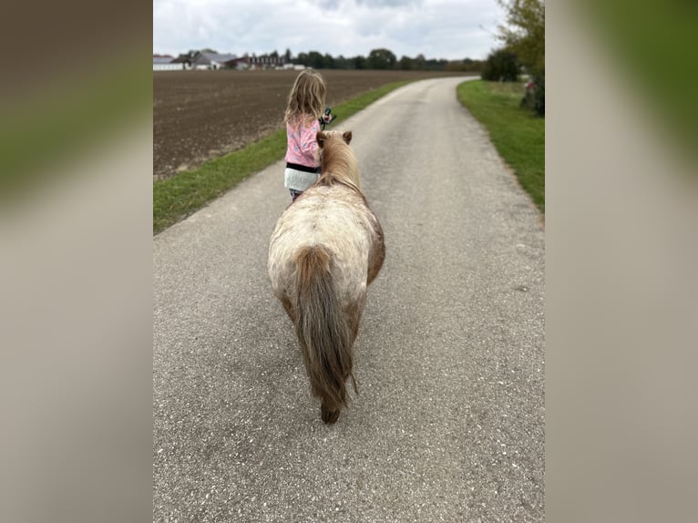 Mini Shetland Pony Wallach 8 Jahre 83 cm in Oberneukirchen