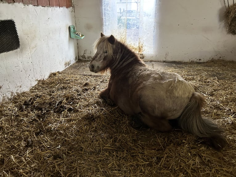 Mini Shetland Pony Wallach 8 Jahre 83 cm in Oberneukirchen
