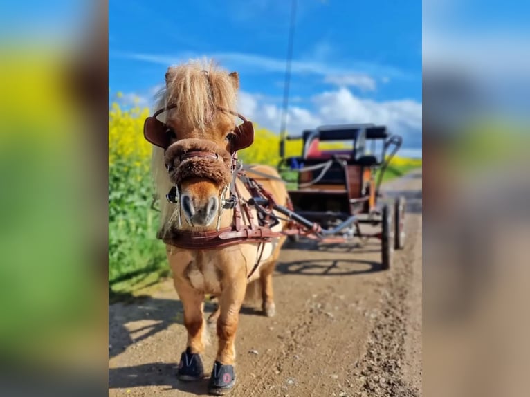 Mini Shetland Pony Wallach 8 Jahre 84 cm Falbe in Mücheln (Geiseltal)