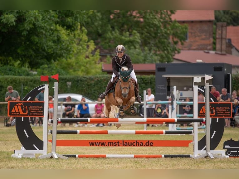 Mini Shetland Pony Wallach 8 Jahre 84 cm Falbe in Mücheln (Geiseltal)