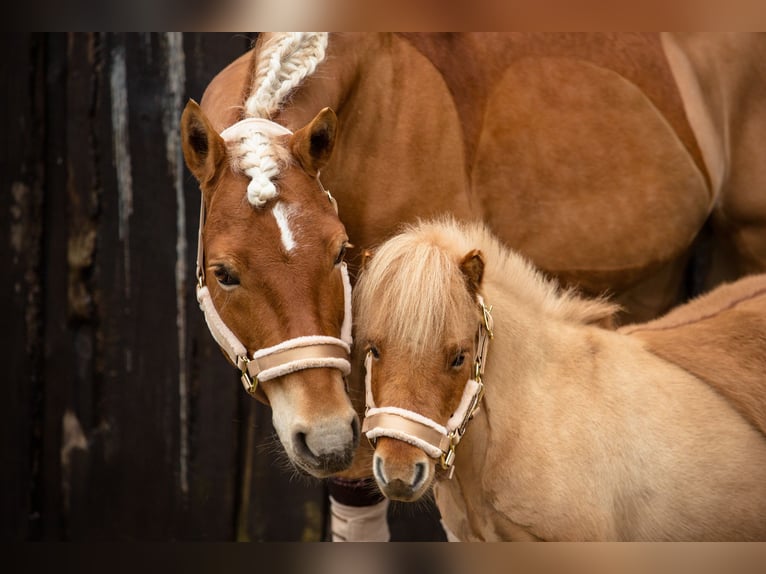 Mini Shetland Pony Wallach 8 Jahre 84 cm Falbe in Mücheln (Geiseltal)