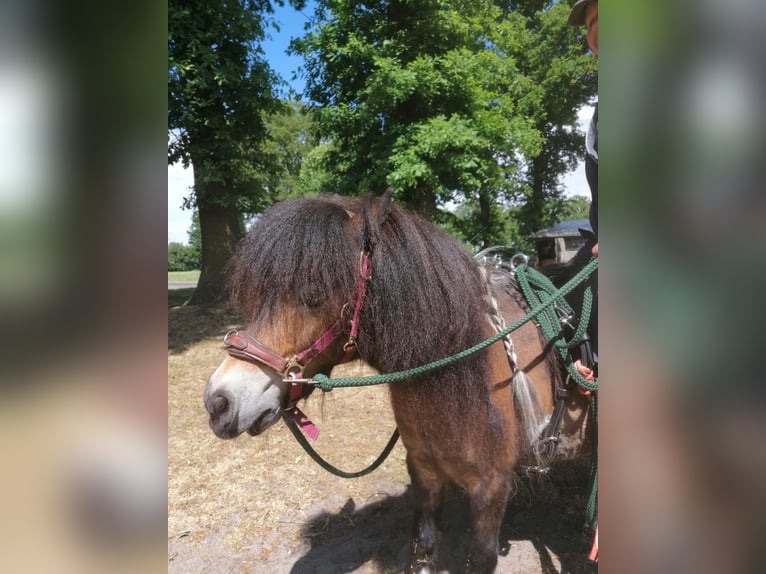 Mini Shetland Pony Wallach 8 Jahre 90 cm Schecke in Wietmarschen
