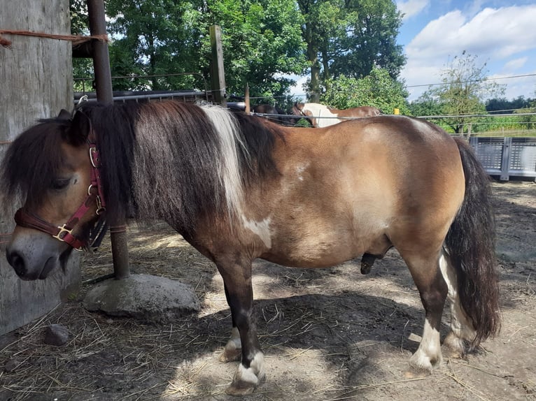 Mini Shetland Pony Wallach 8 Jahre 90 cm Schecke in Wietmarschen