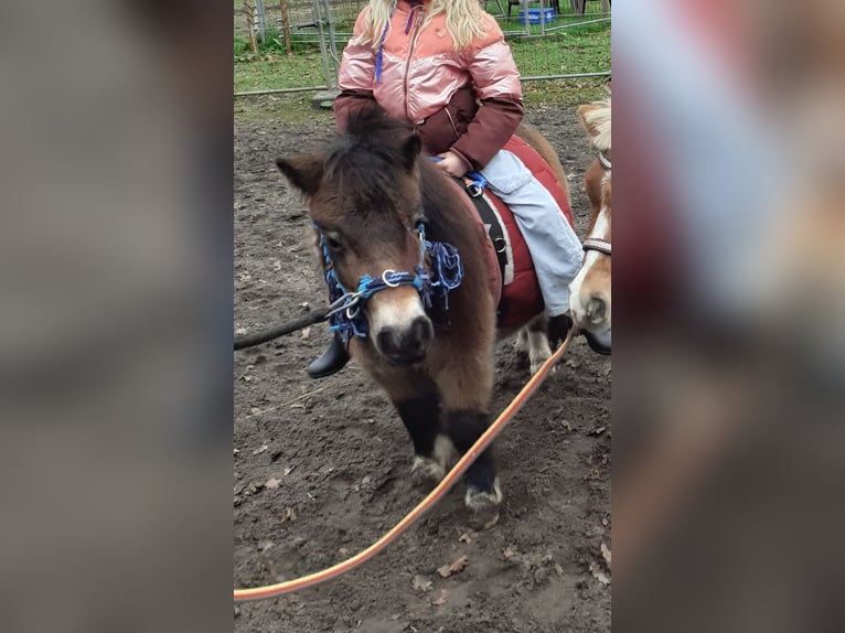 Mini Shetland Pony Wallach 8 Jahre 90 cm Schecke in Wietmarschen