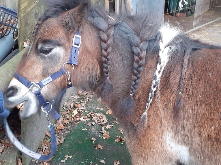 Mini Shetland Pony Wallach 8 Jahre 90 cm Schecke in Wietmarschen