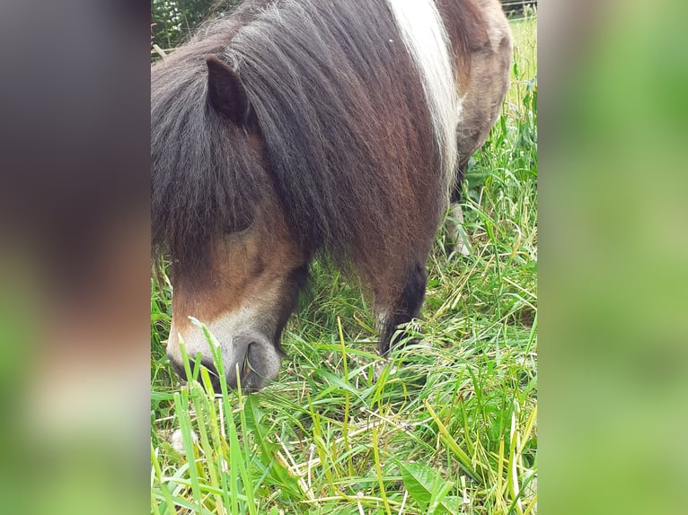 Mini Shetland Pony Wallach 8 Jahre 90 cm Schecke in Wietmarschen