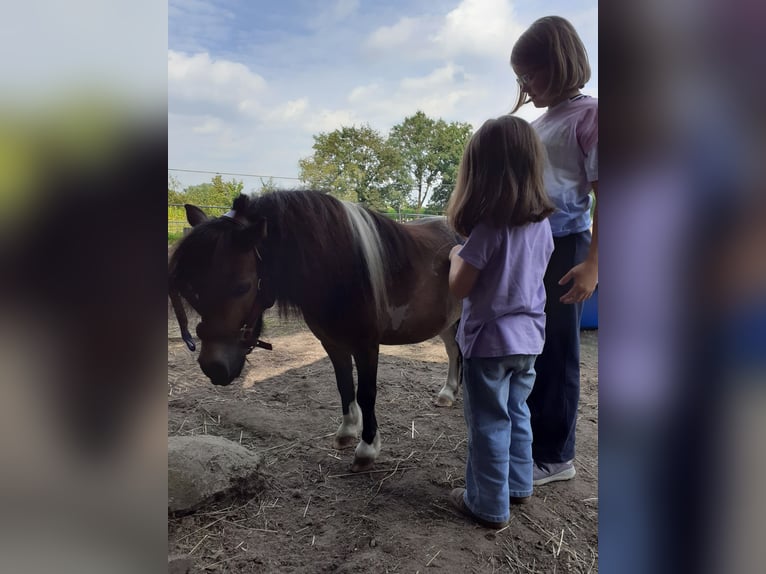 Mini Shetland Pony Wallach 8 Jahre 90 cm Schecke in Wietmarschen