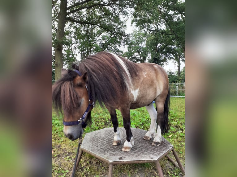 Mini Shetland Pony Wallach 8 Jahre 90 cm Schecke in Wietmarschen