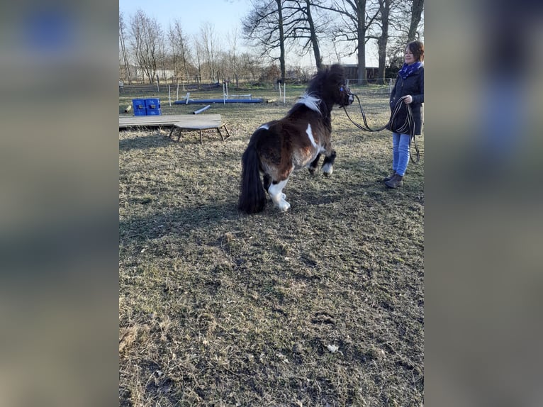 Mini Shetland Pony Wallach 8 Jahre 90 cm Schecke in Wietmarschen
