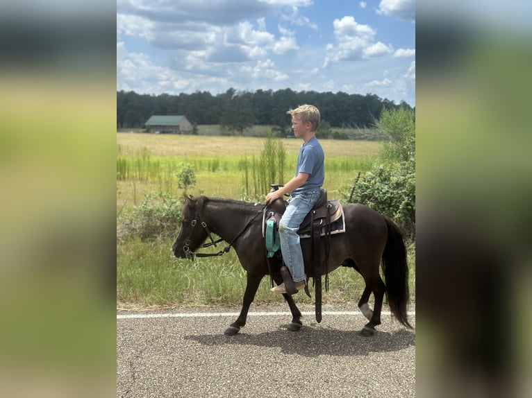 Mini Shetland Pony Wallach 8 Jahre 99 cm Grullo in Roseland