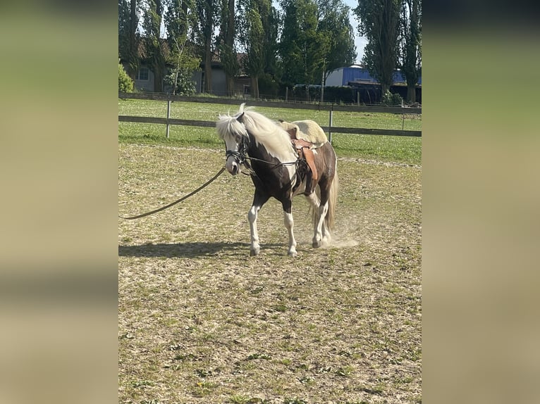 Mini Shetland Pony Mix Wallach 9 Jahre 115 cm Schecke in Elmenhorst-Lichtenhagen