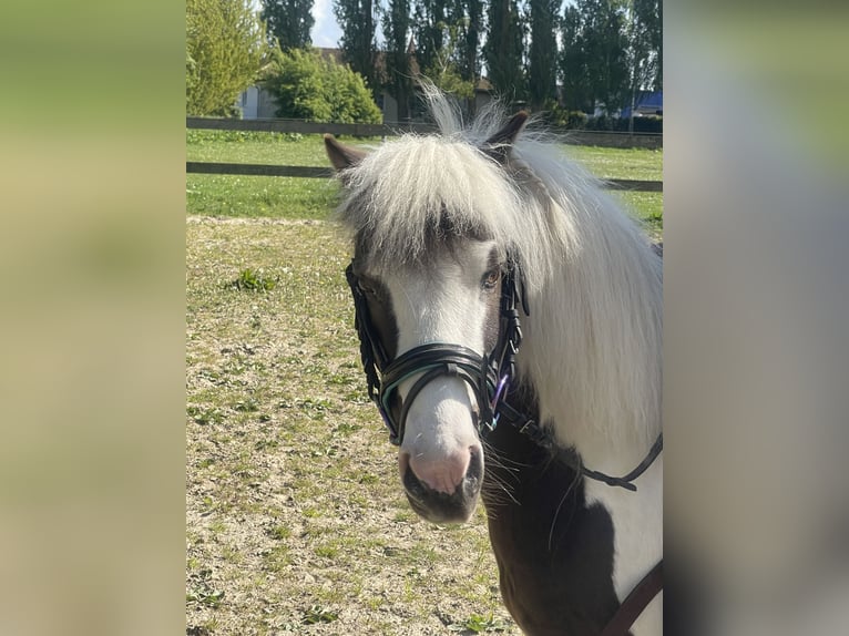 Mini Shetland Pony Mix Wallach 9 Jahre 115 cm Schecke in Elmenhorst-Lichtenhagen