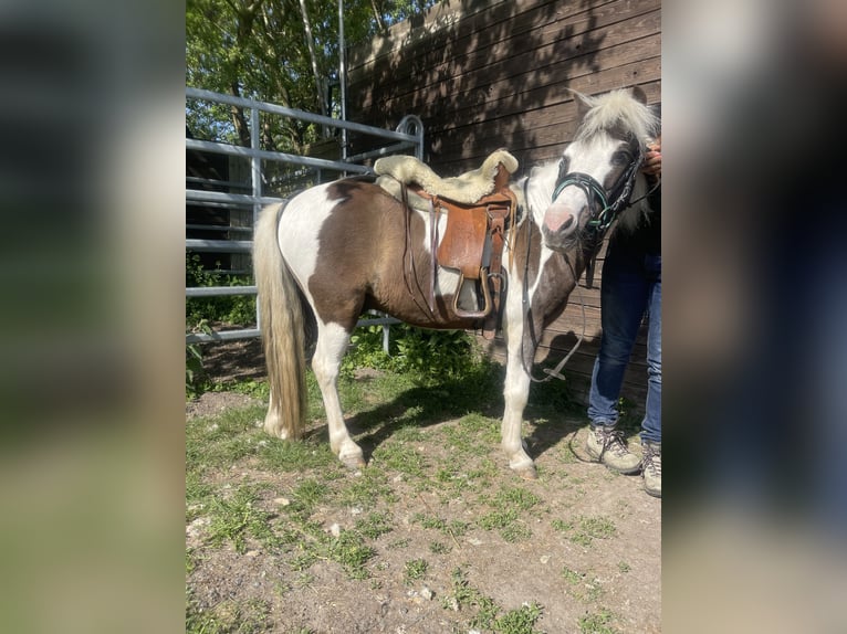 Mini Shetland Pony Mix Wallach 9 Jahre 115 cm Schecke in Elmenhorst-Lichtenhagen