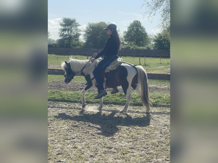 Mini Shetland Pony Mix Wallach 9 Jahre 115 cm Schecke in Elmenhorst-Lichtenhagen