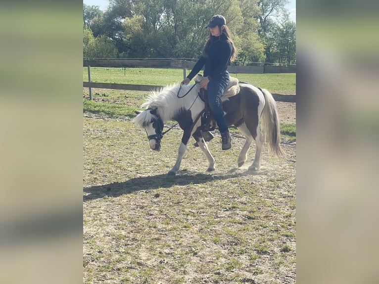 Mini Shetland Pony Mix Wallach 9 Jahre 115 cm Schecke in Elmenhorst-Lichtenhagen