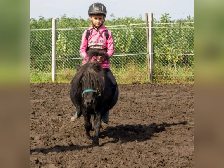 Mini Shetland Pony Wallach 9 Jahre 79 cm Rappe in Nagyhalász