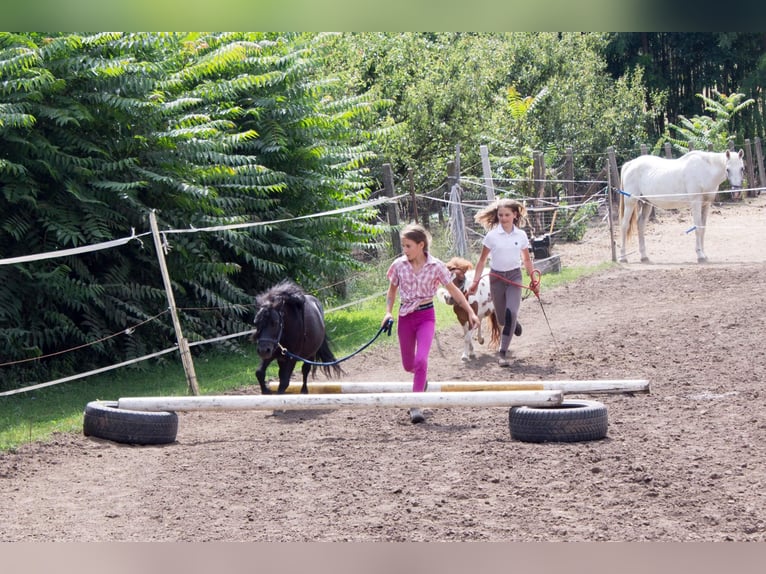 Mini Shetland Pony Wallach 9 Jahre 79 cm Rappe in Nagyhalász