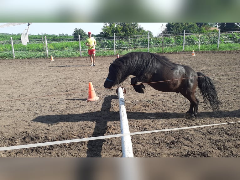 Mini Shetland Pony Wallach 9 Jahre 79 cm Rappe in Nagyhalász