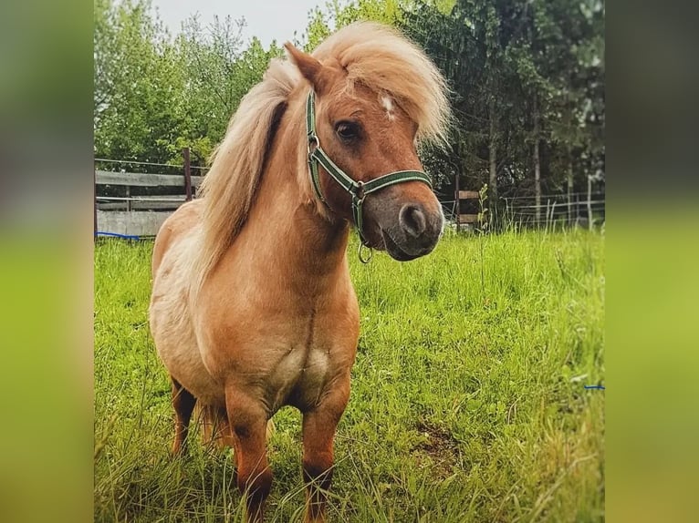 Mini Shetland Pony Wallach 9 Jahre 84 cm Falbe in Mücheln (Geiseltal)