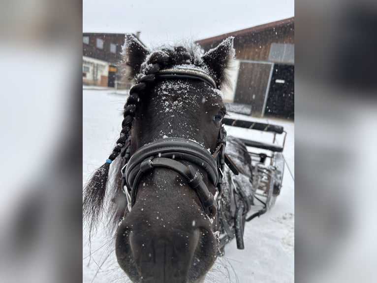 Mini Shetland Pony Wallach 9 Jahre 90 cm Rappe in Ostfildern