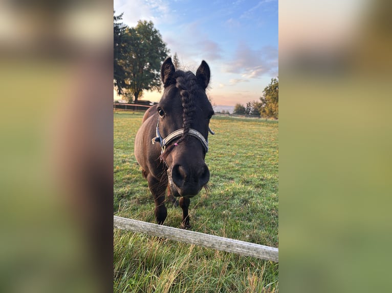Mini Shetland Pony Wallach 9 Jahre 90 cm Rappe in Ostfildern
