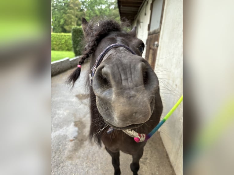 Mini Shetland Pony Wallach 9 Jahre 90 cm Rappe in Ostfildern