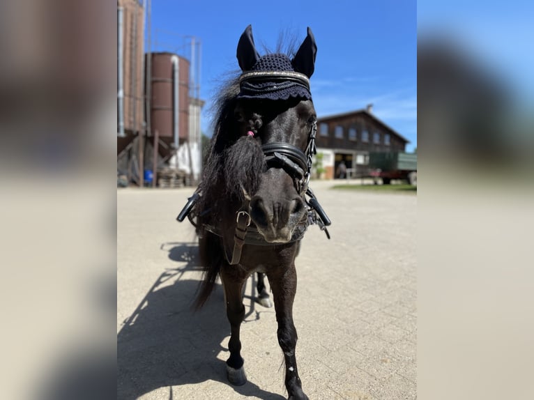 Mini Shetland Pony Wallach 9 Jahre 90 cm Rappe in Ostfildern