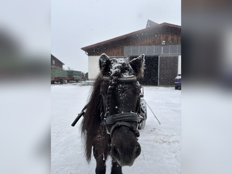 Mini Shetland Pony Wallach 9 Jahre 90 cm Rappe in Ostfildern