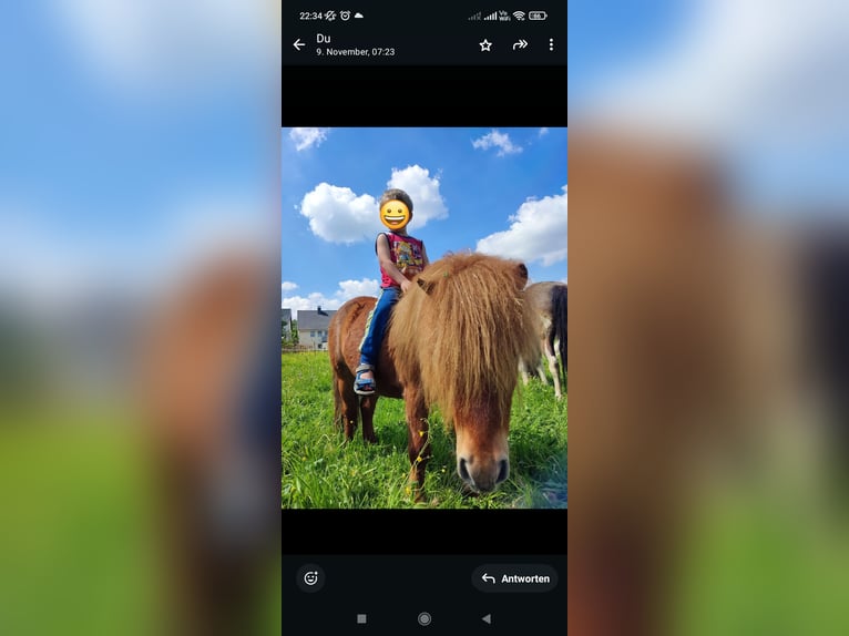 Mini Shetland Pony Wallach 9 Jahre 92 cm Fuchs in Bad Gandersheim