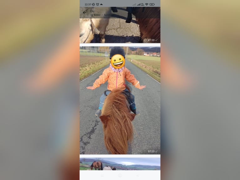 Mini Shetland Pony Wallach 9 Jahre 92 cm Fuchs in Bad Gandersheim