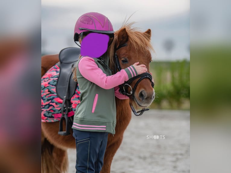 Mini Shetland Pony Wallach 9 Jahre 95 cm in Gallzein