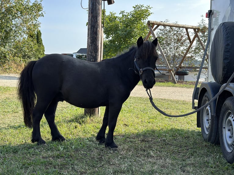 Miniatura americano Caballo castrado 13 años 83 cm Morcillo in St. Thomas am Blasenstein