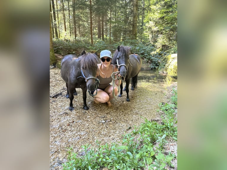 Miniatura americano Caballo castrado 13 años 83 cm Morcillo in St. Thomas am Blasenstein