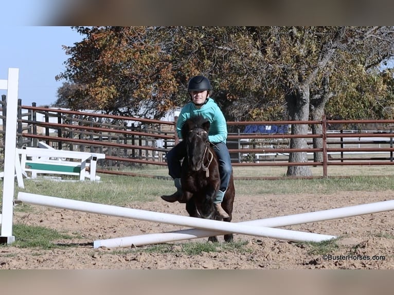 Miniatura americano Caballo castrado 13 años 86 cm Negro in Weatherford TX