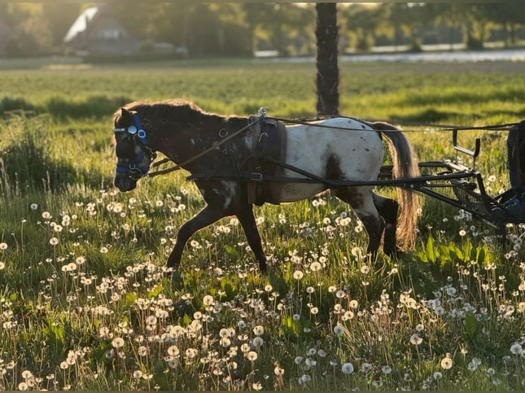Miniatura americano Caballo castrado 6 años 107 cm Atigrado/Moteado in Weissach