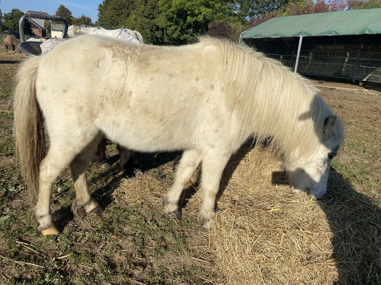 Miniatura americano Caballo castrado 7 años 100 cm Atigrado/Moteado in Fröndenberg